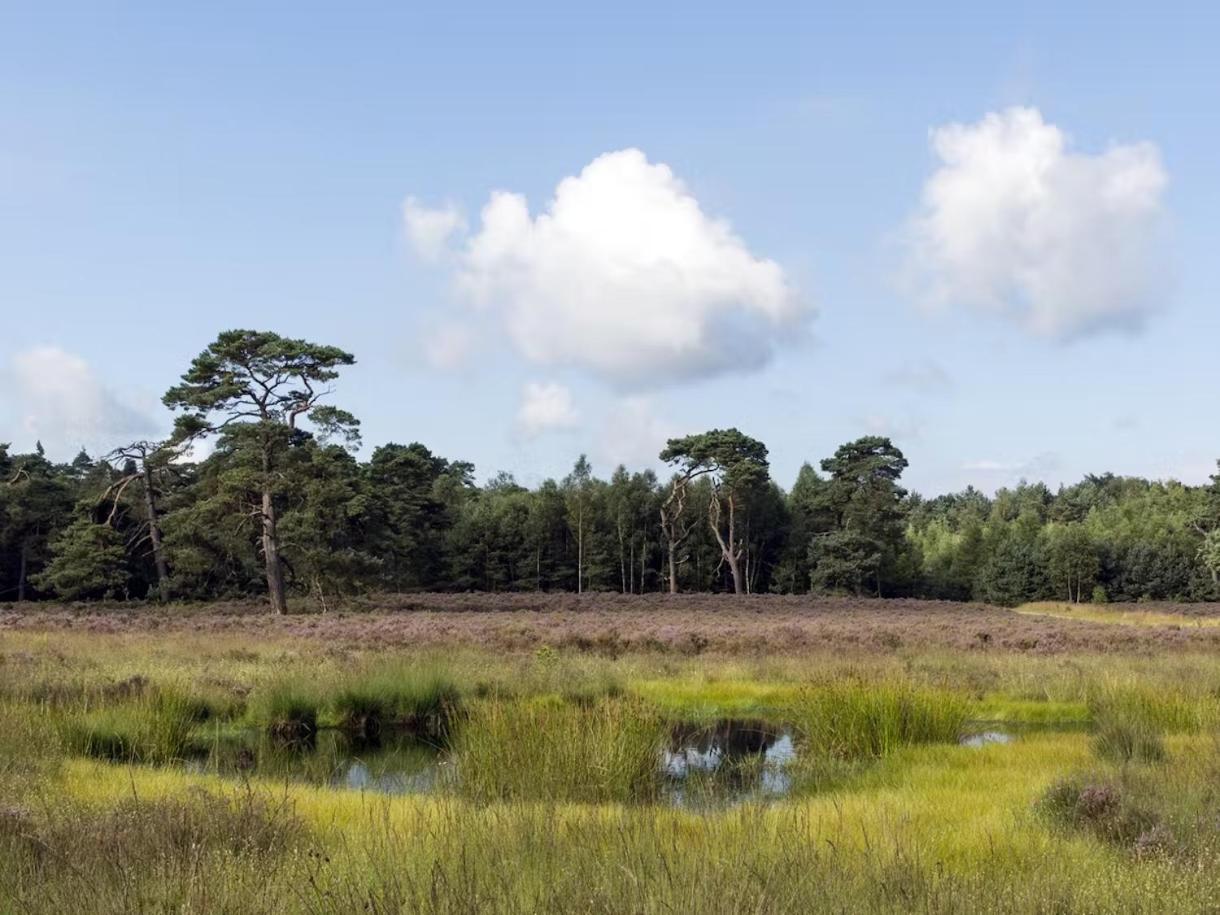 Blue Artist Veluwe *